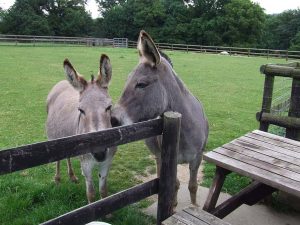 Dwyfor Ranch Rabbit Farm